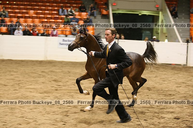 Proof Number buckeye_08_2560