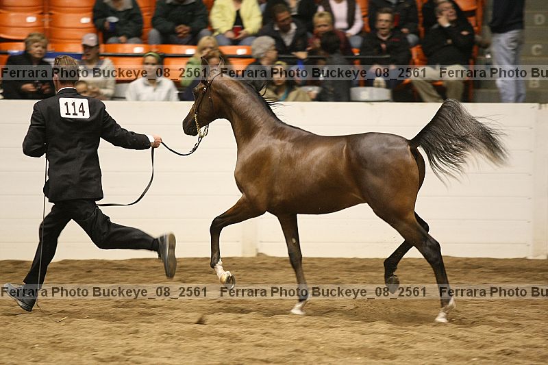 Proof Number buckeye_08_2561
