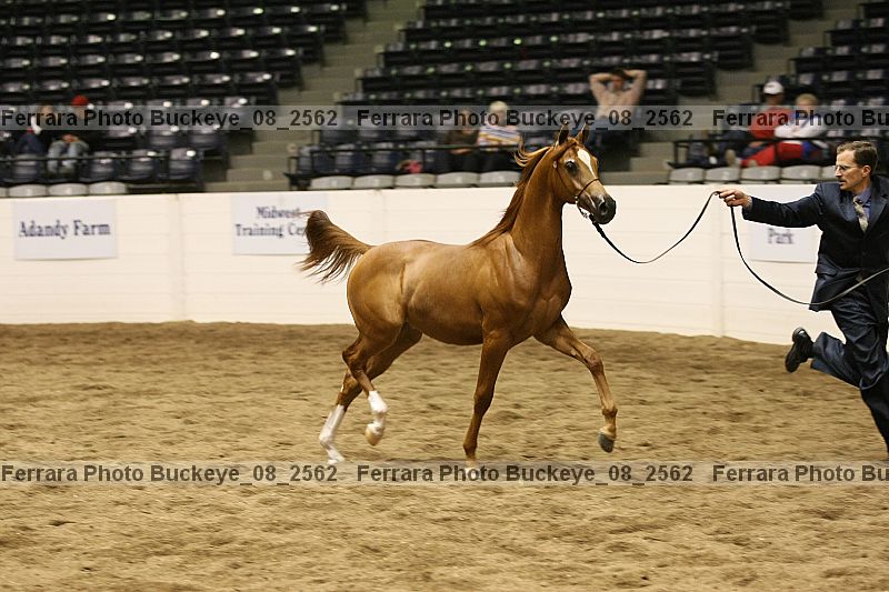 Proof Number buckeye_08_2562