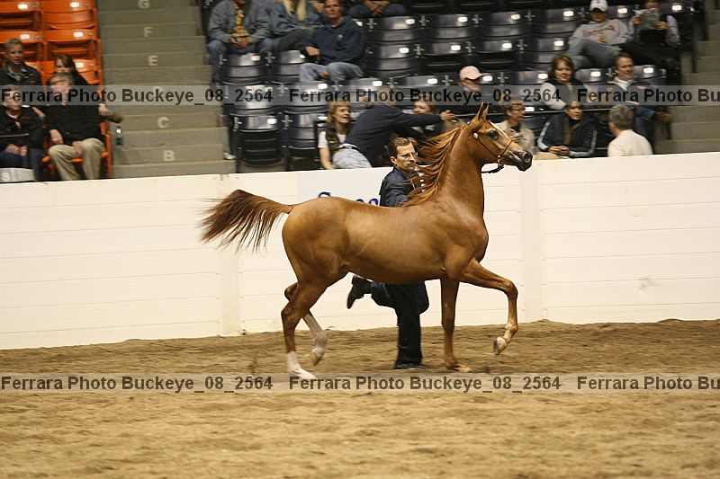 Proof Number buckeye_08_2564
