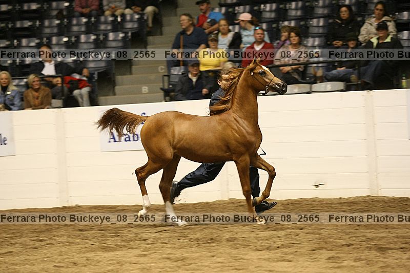 Proof Number buckeye_08_2565