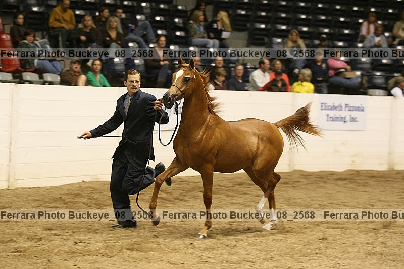 Proof Number buckeye_08_2568