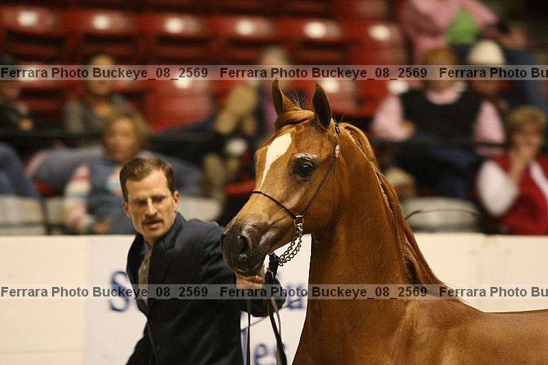 Proof Number buckeye_08_2569