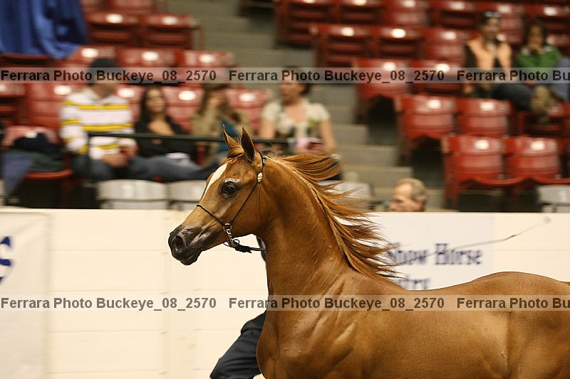 Proof Number buckeye_08_2570
