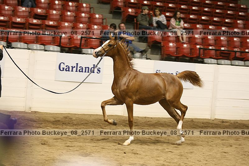Proof Number buckeye_08_2571