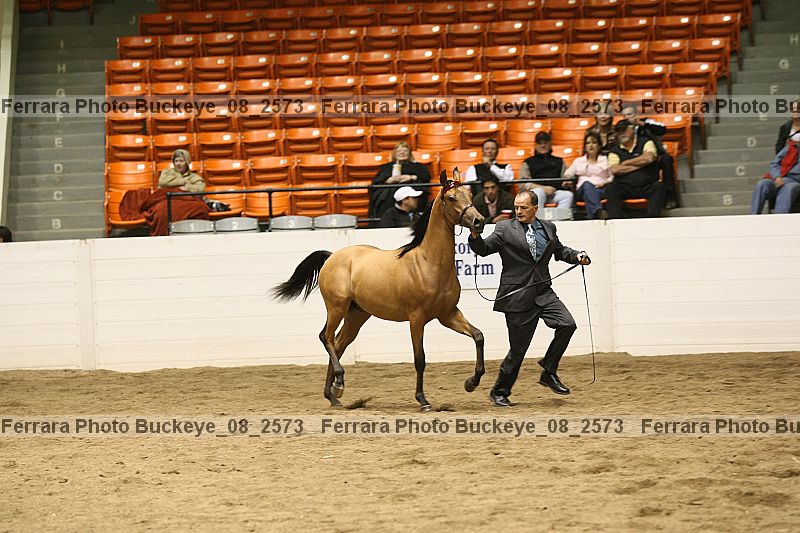 Proof Number buckeye_08_2573