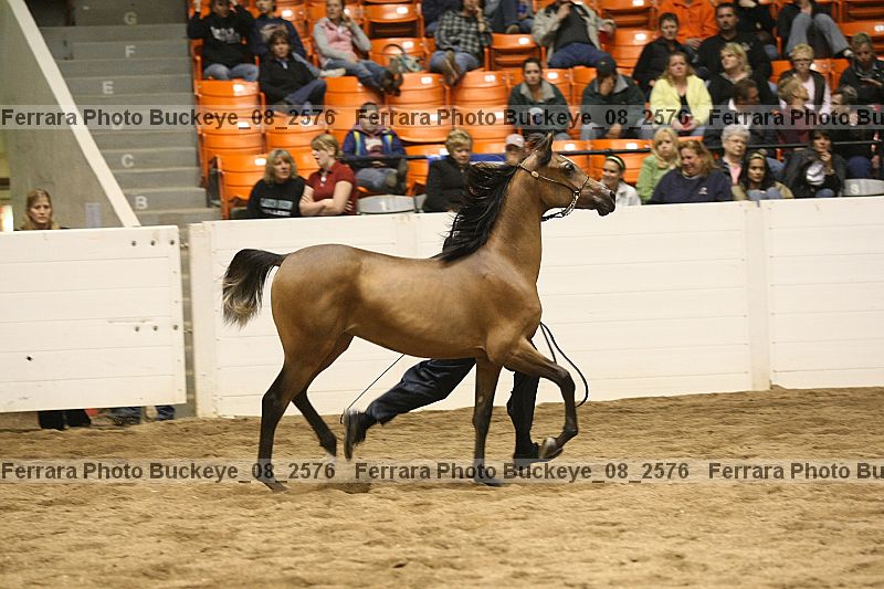 Proof Number buckeye_08_2576