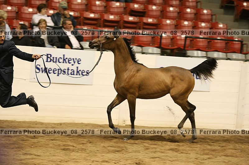 Proof Number buckeye_08_2578