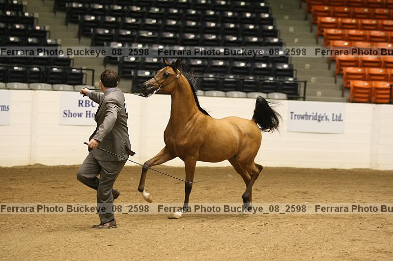Proof Number buckeye_08_2598