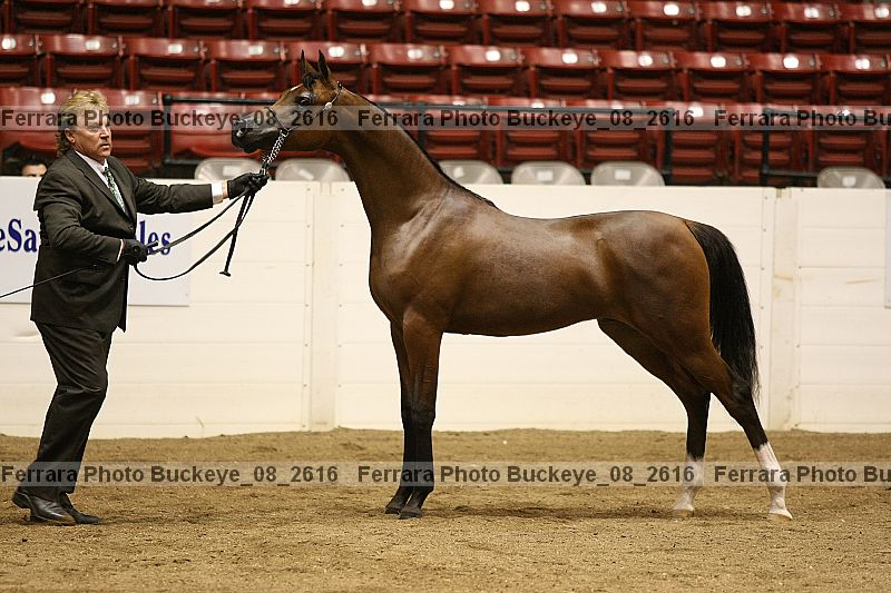 Proof Number buckeye_08_2616