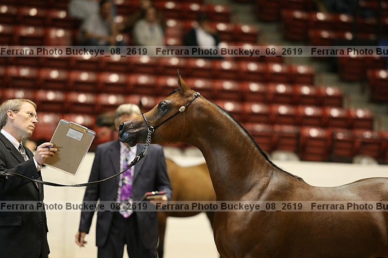 Proof Number buckeye_08_2619