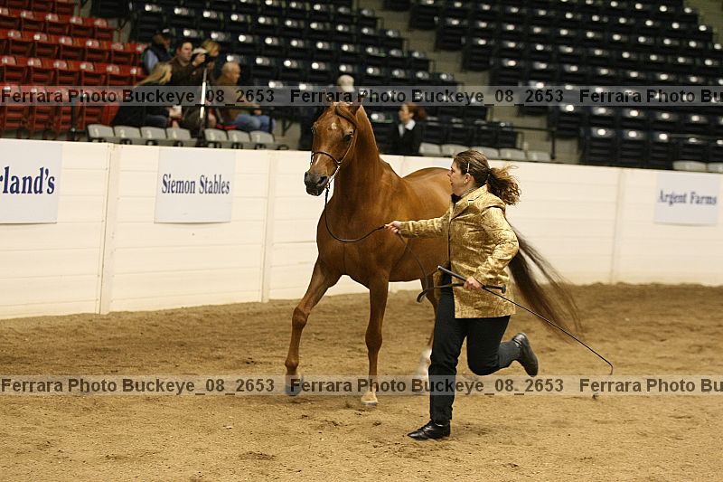 Proof Number buckeye_08_2653