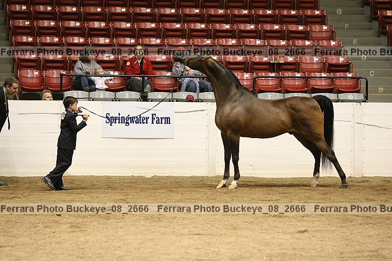 Proof Number buckeye_08_2666
