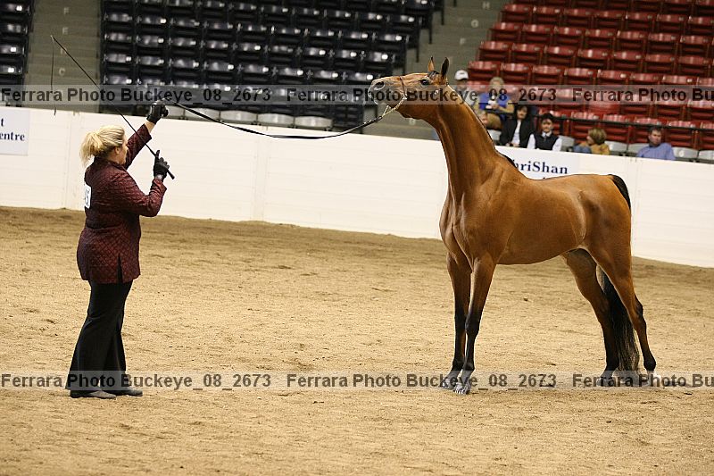 Proof Number buckeye_08_2673