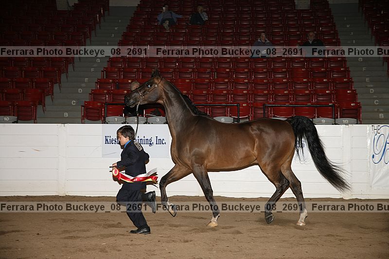 Proof Number buckeye_08_2691