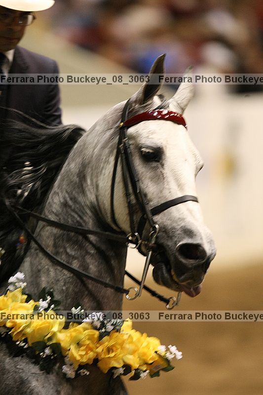 Proof Number buckeye_08_3063