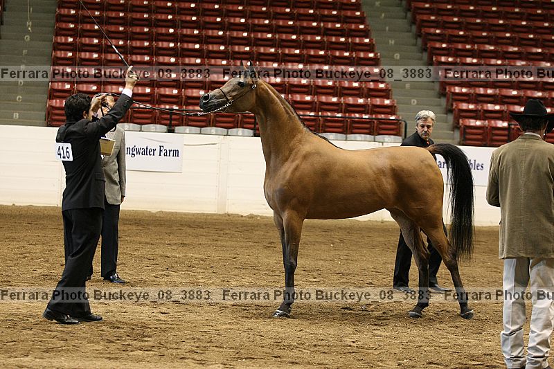 Proof Number buckeye_08_3883