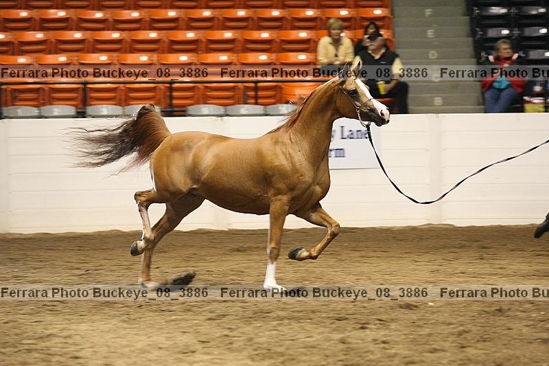 Proof Number buckeye_08_3886