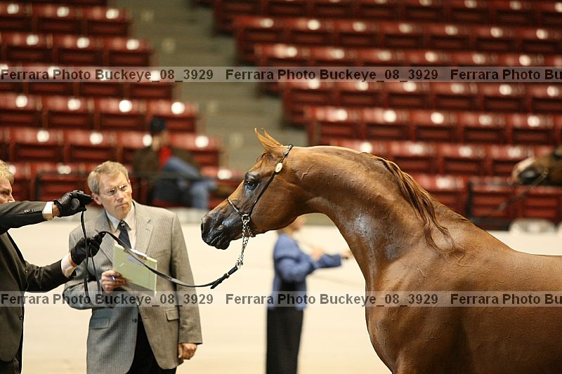Proof Number buckeye_08_3929