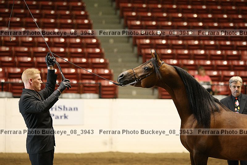 Proof Number buckeye_08_3943