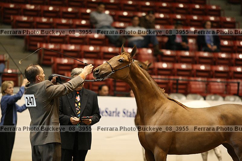 Proof Number buckeye_08_3955