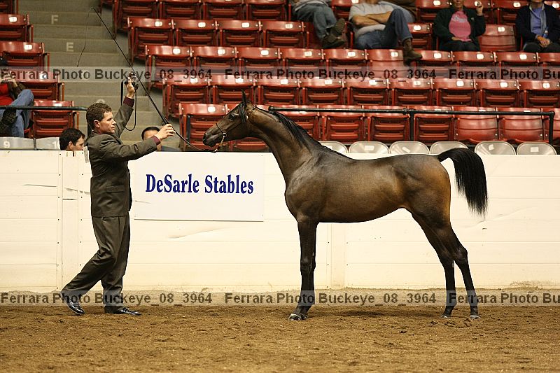 Proof Number buckeye_08_3964