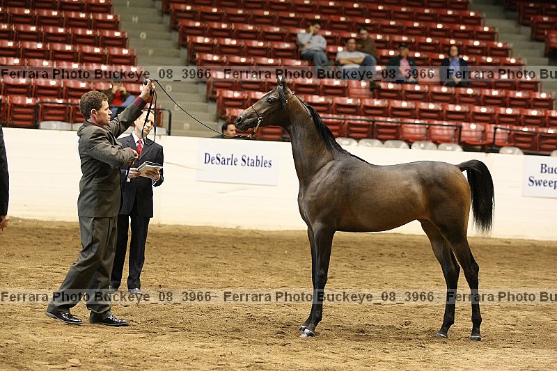 Proof Number buckeye_08_3966