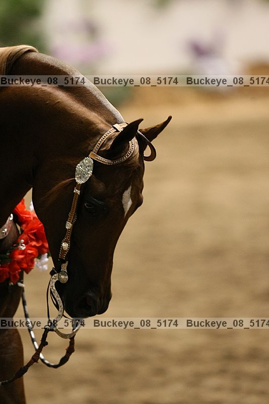 Proof Number buckeye_08_5174