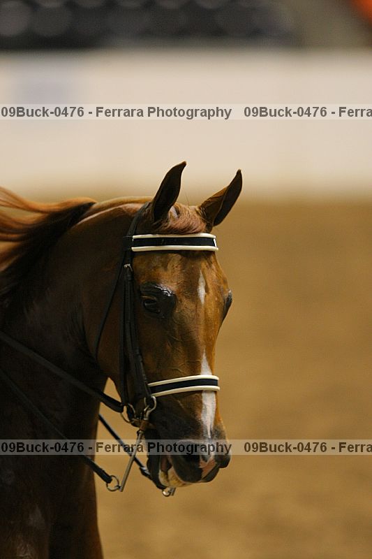 Proof Number 09buck-0476