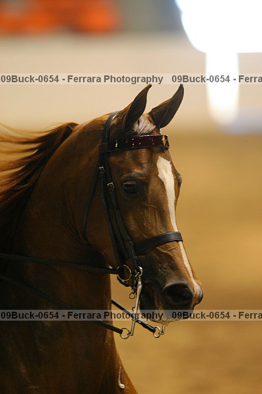 Proof Number 09buck-0654