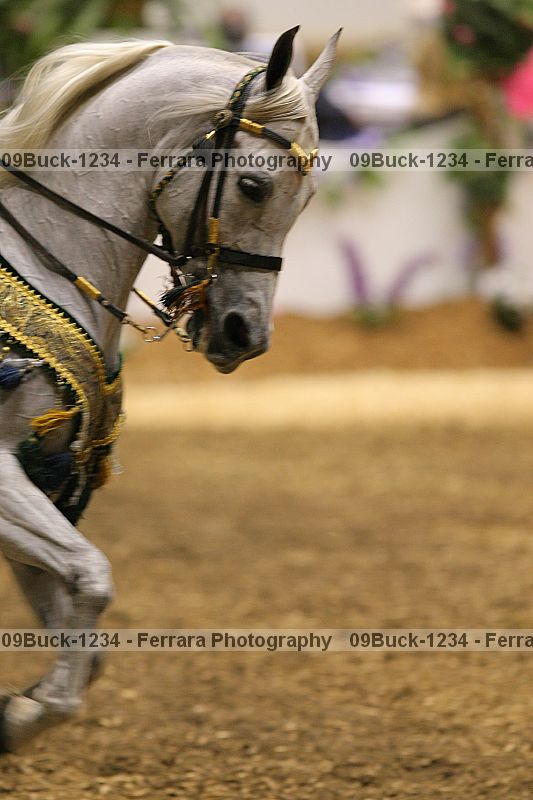 Proof Number 09buck-1234