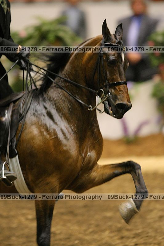 Proof Number 09buck-1279