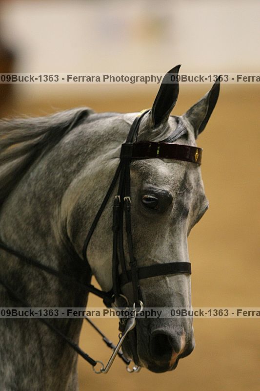 Proof Number 09buck-1363