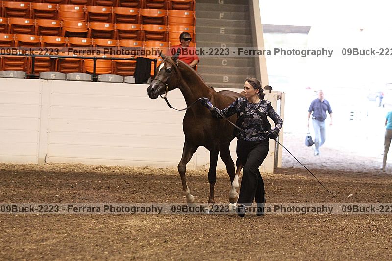 Proof Number 09buck-2223