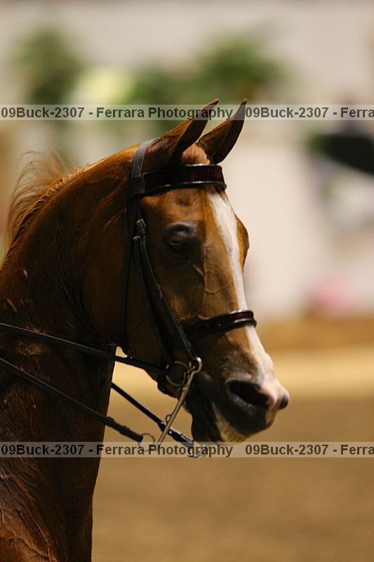 Proof Number 09buck-2307
