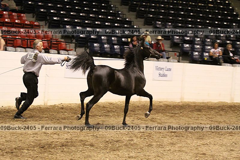 Proof Number 09buck-2405