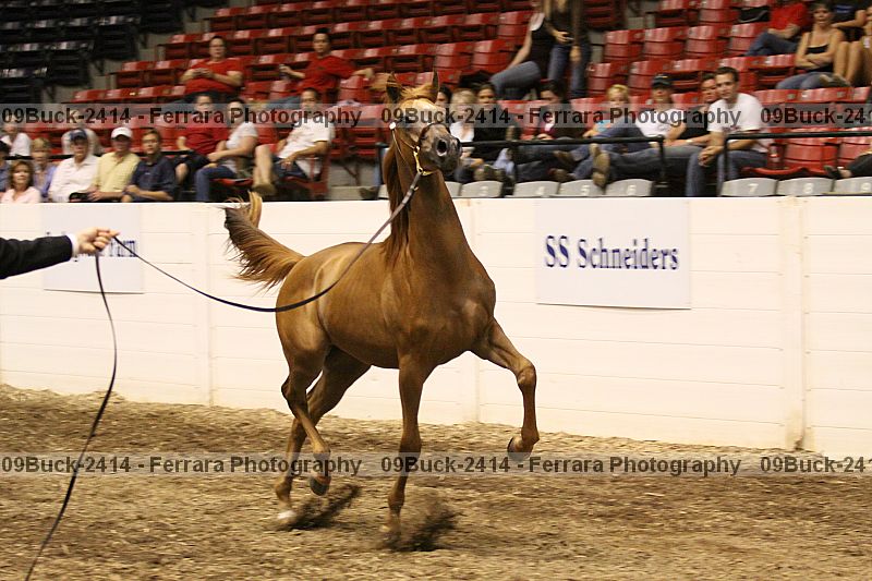 Proof Number 09buck-2414