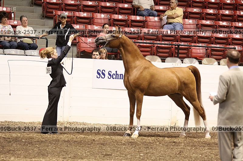 Proof Number 09buck-2537