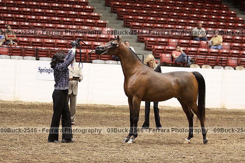 Proof Number 09buck-2546