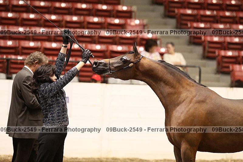 Proof Number 09buck-2549