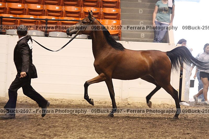 Proof Number 09buck-2597