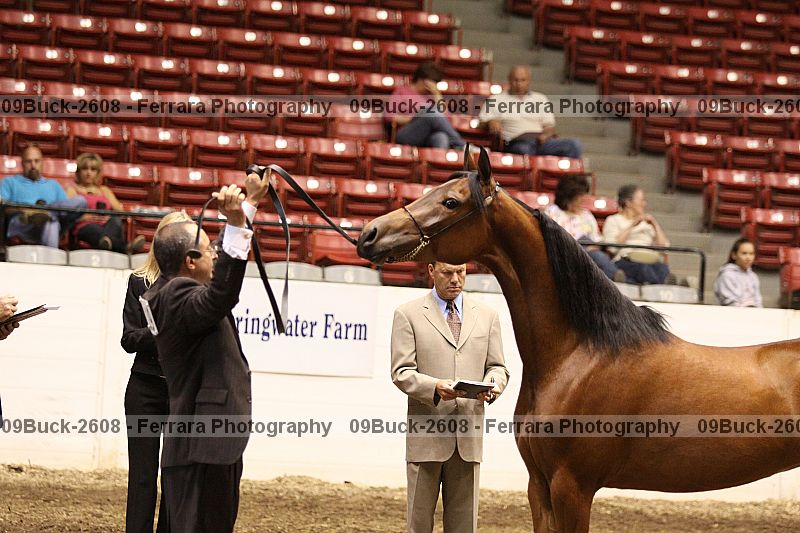 Proof Number 09buck-2608