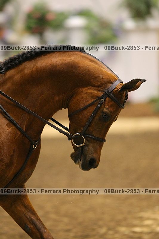 Proof Number 09buck-2853