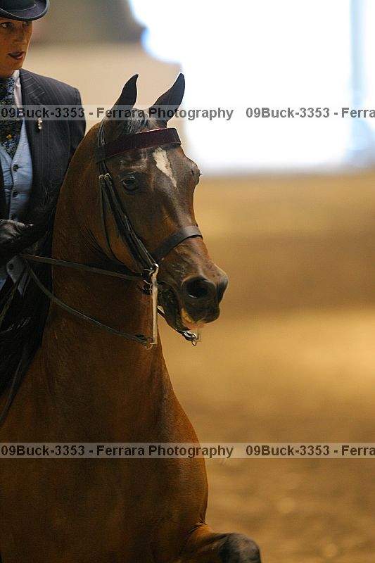 Proof Number 09buck-3353