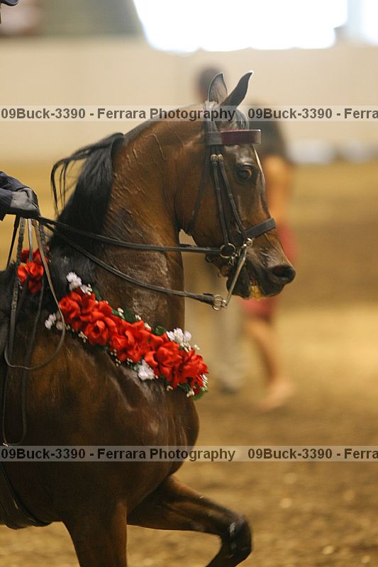 Proof Number 09buck-3390