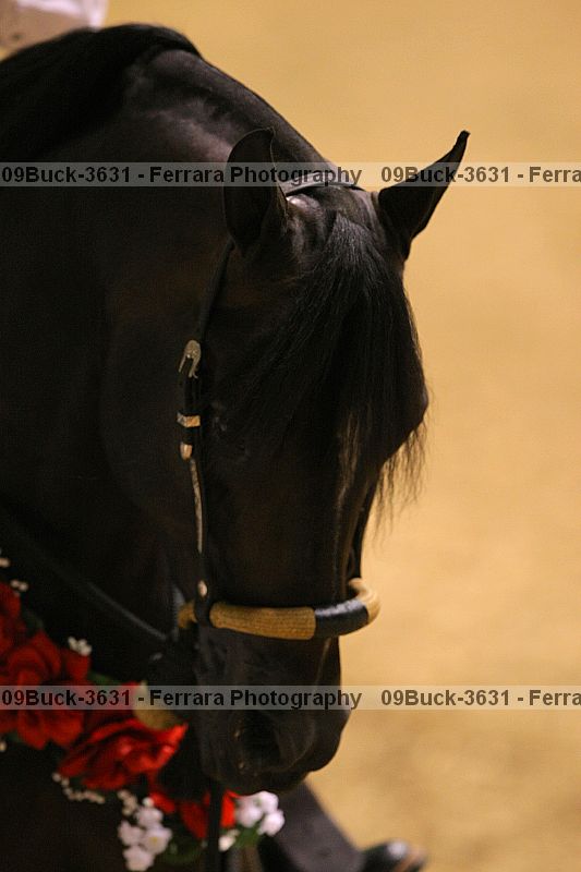 Proof Number 09buck-3631