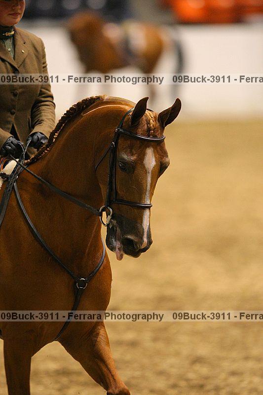 Proof Number 09buck-3911