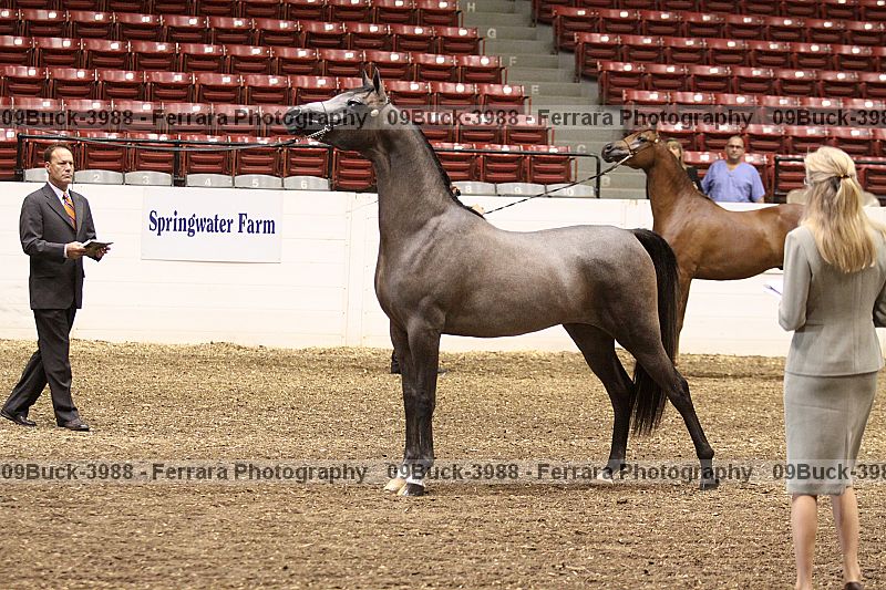 Proof Number 09buck-3988