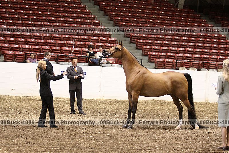 Proof Number 09buck-4009