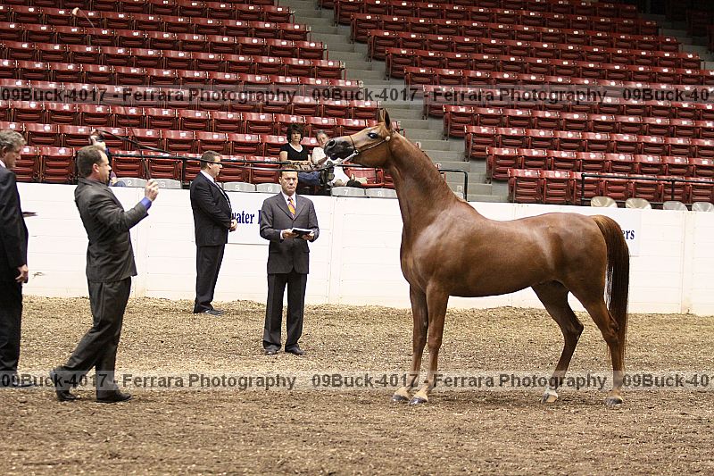 Proof Number 09buck-4017